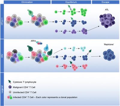 HTLV-1 as a Model for Virus and Host Coordinated Immunoediting